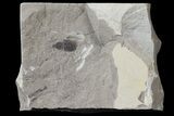 Fossil Weevil (Curculionidea)- Green River Formation, Utah #109194-1